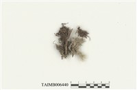 藏品(疣白髮苔)的圖片